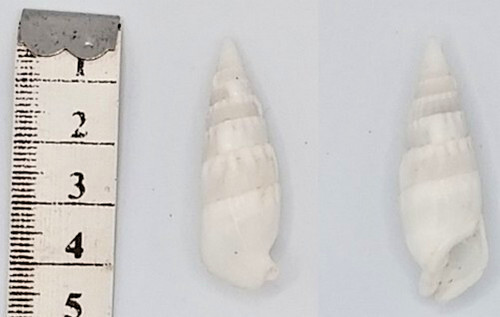 Coquillage collection - de,