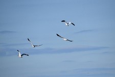 Des oies des neiges au