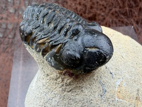 Trilobite sandstone from - on,
