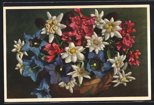 Edelweiss dans bouquet - edelweiss, un
