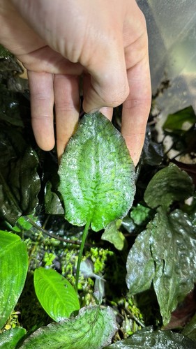 Cryptocoryne fusca sanggau - cryptocoryne, (