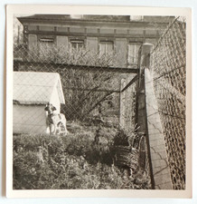 Chien niche grille grillage travers immeuble - Photo vintage snapshot carré