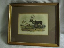 Antique Lithograph Caribou or American Reindeer  J. W. Audubon / W. E. Hitchcock