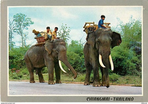 Carte postale animaux - carte,