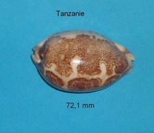 Cypraea   Mappa   Rosea