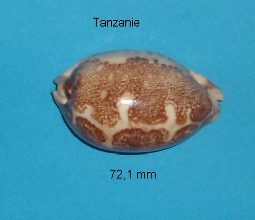 Cypraea mappa rosea - ,