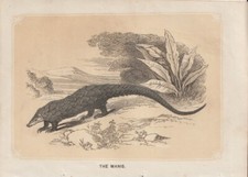 Pangolin Chinois (Manis