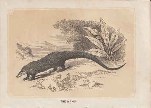 Pangolin chinois manis - pangolin,