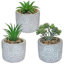Pot De Fleurs Succulentes