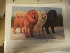 Walter A. Weber Chow Chow Trio
