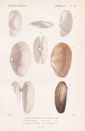 Coquillages anatina - coquillages,