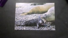 Carte postale elephant - cp,