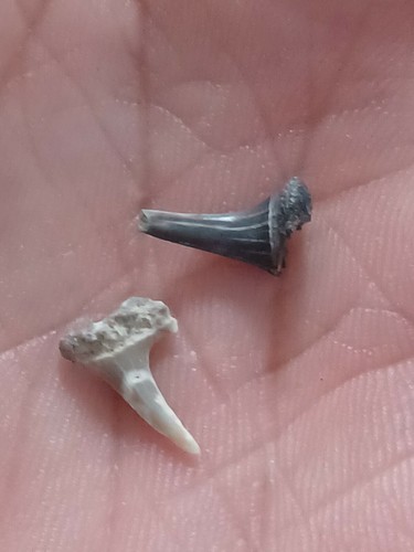 Odontaspis acutissima dent - odontaspis,