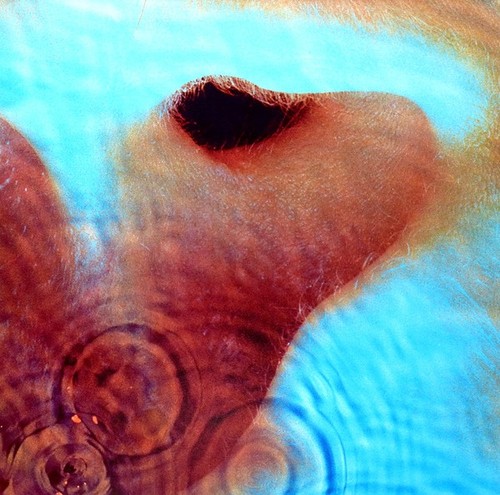 Pink floyd meddle lp 2016 - pink,