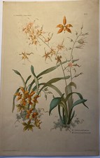 Les orchidées, Henry Lambert, chromolithographie 1904.