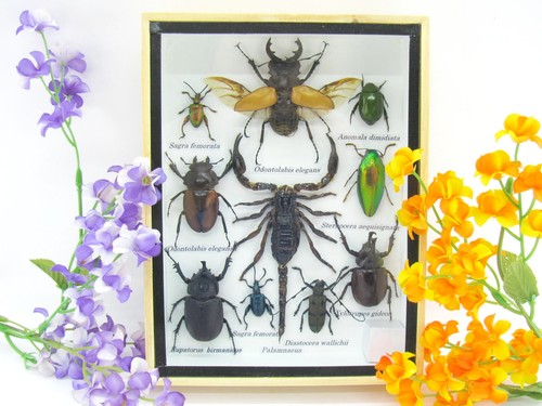 Insectes exotiques réel - -,