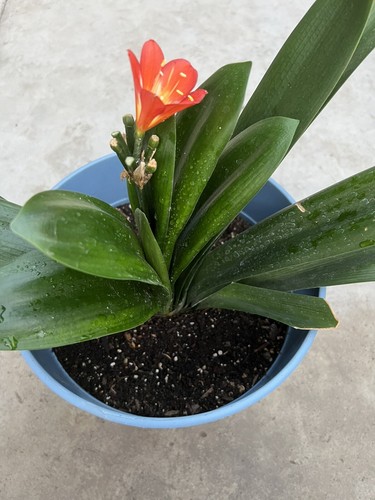 Orange clivia miniata - clivia, bush