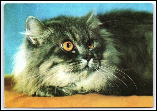 Carte postale ancienne chat