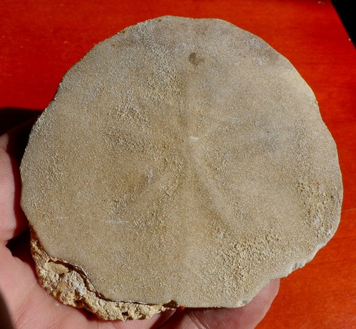 Oursin fossile miocène - oursin,