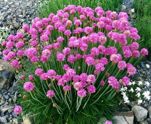 Graines arméria maritima - graines,
