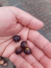 Figue rideau banian chinois -