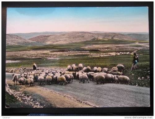 Mouton moutons brebis - brebis, chèvre