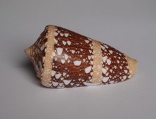 Conus ammiralis