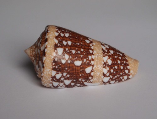 Conus ammiralis