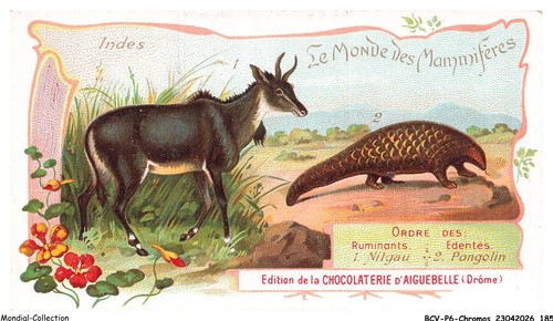 Bcvp6 0493 chromos chocolat - bcvp6-0493-chromos,