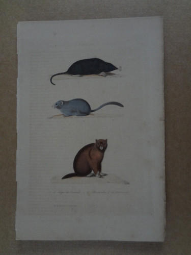 Gravure xix siècle taupe - xix,