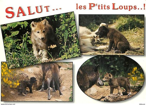 Carte postale animaux - -,