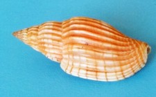 SEA SHELL - VOLUTIDAE - LYRIA