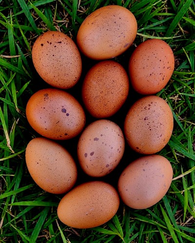 Splash maran fertile hatching - maran,