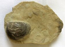 Fossile coquillage coque