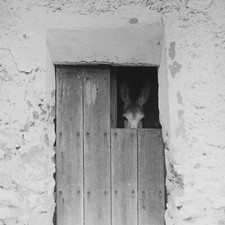 photo sur papier  argentique