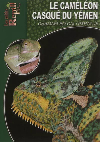 Caméléon casqué du - caméléon,