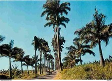 Guadeloupe - Allée Dumanoir -