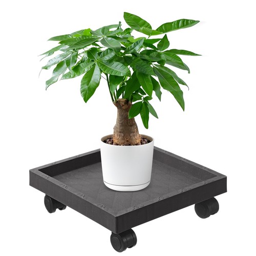 Support roulette plante - À,