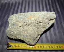 Fossile Huitre 18 cm - 1590 gr