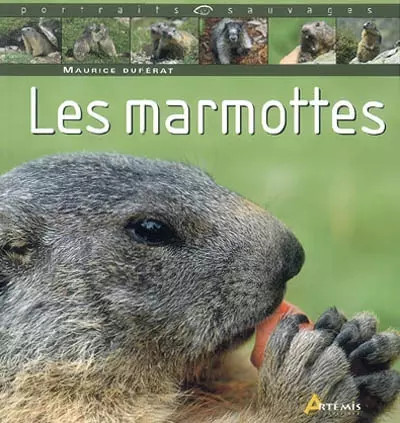 Marmotte maurice dupérat - marmotte,,