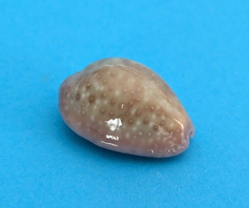 Cypraea poraria mm gem - cypraea,