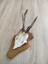 ancien vrai crâne avec