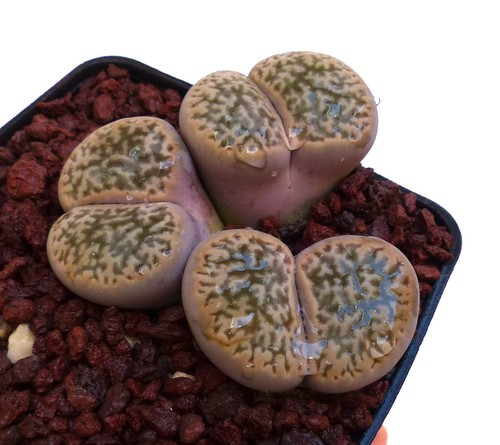 Lithops hookeri var - ., susannae