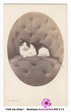 CHAT EN POSE SUR UN FAUTEUIL, CAT, ANIMAL , CDV VETAULT à ANGERS 1870 -V11