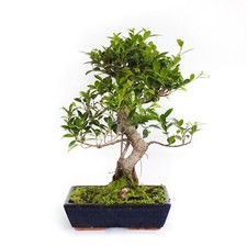 KENTIS - Bonsaï Ficus