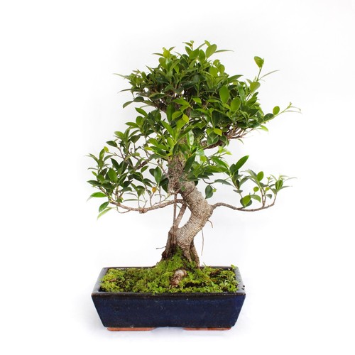 Kentis bonsaï ficus - kentis,