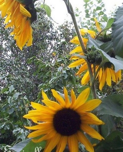 Tournesol à fleurs - tournesol,