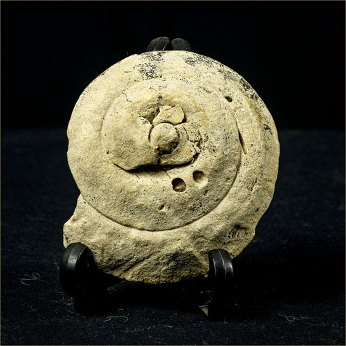 Fossile coquillage