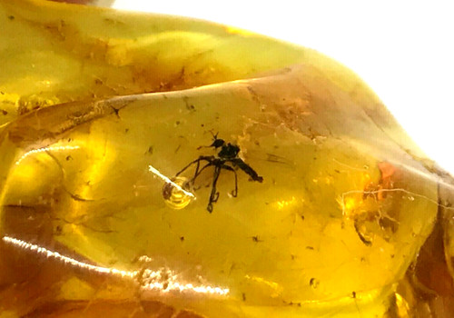 Pièce ambre avec insecte - ambre,