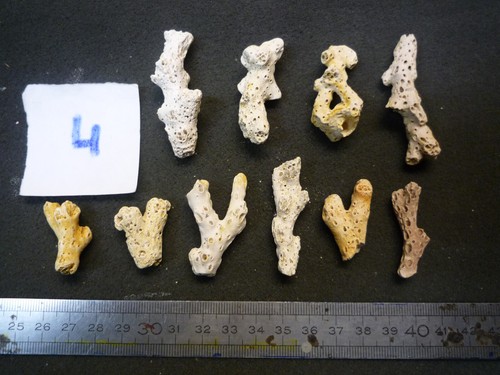 Coraux corail acropora - b,